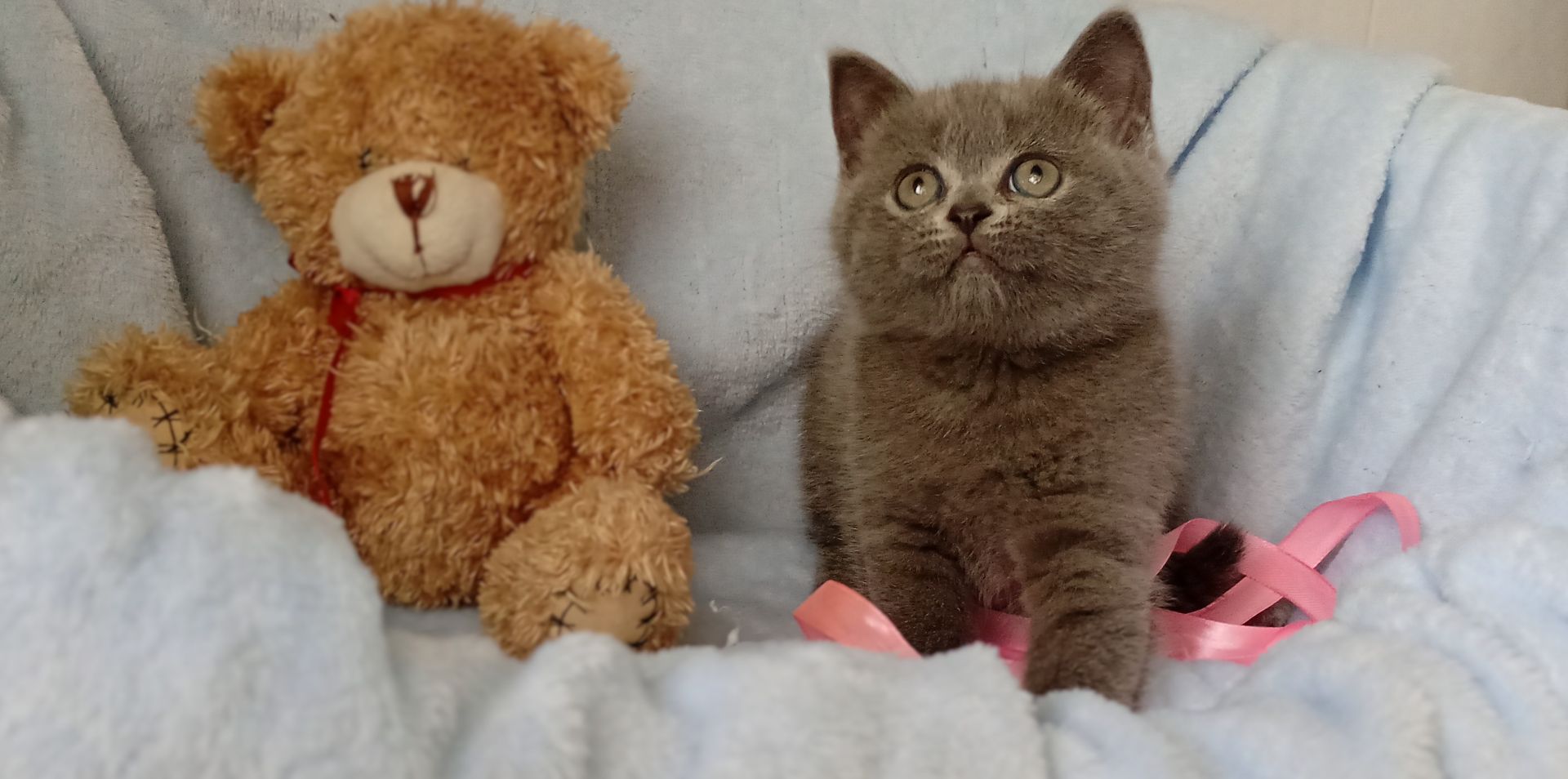 Шотландьська прямовуха дівчинка