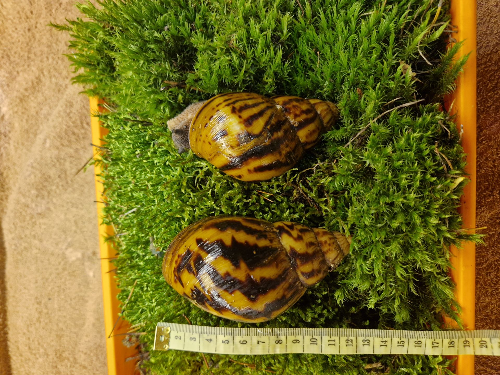 Дві Ахатини Тигр