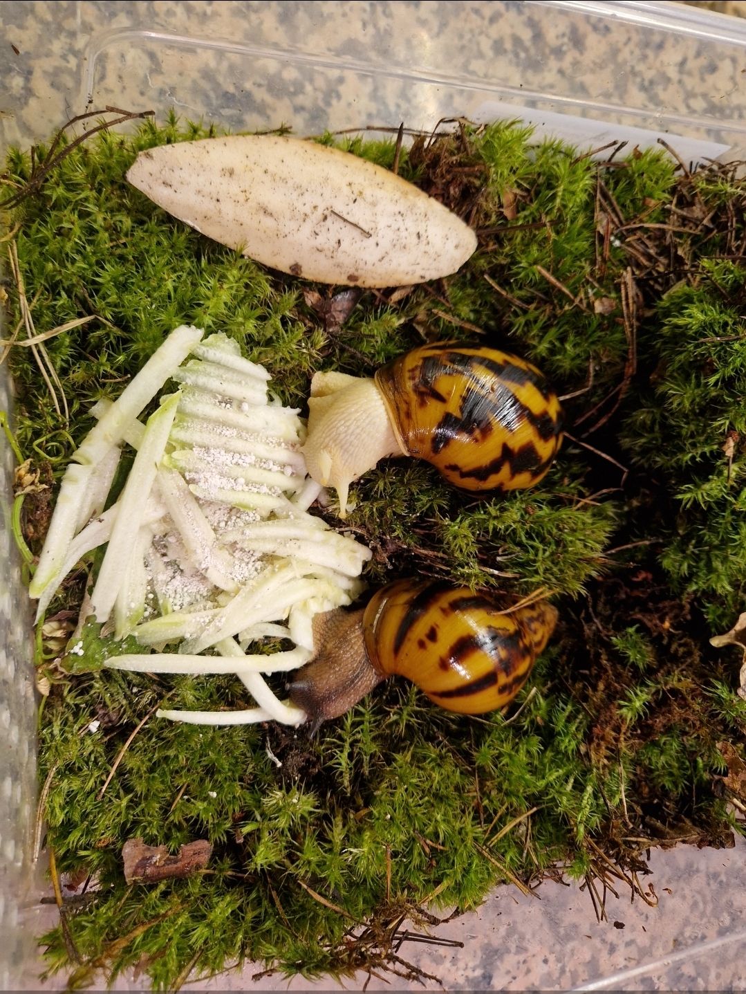 Дві Ахатини Тигр