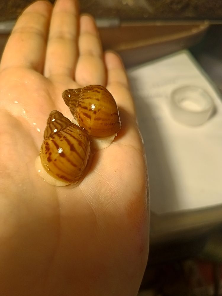 Дві Ахатини Тигр