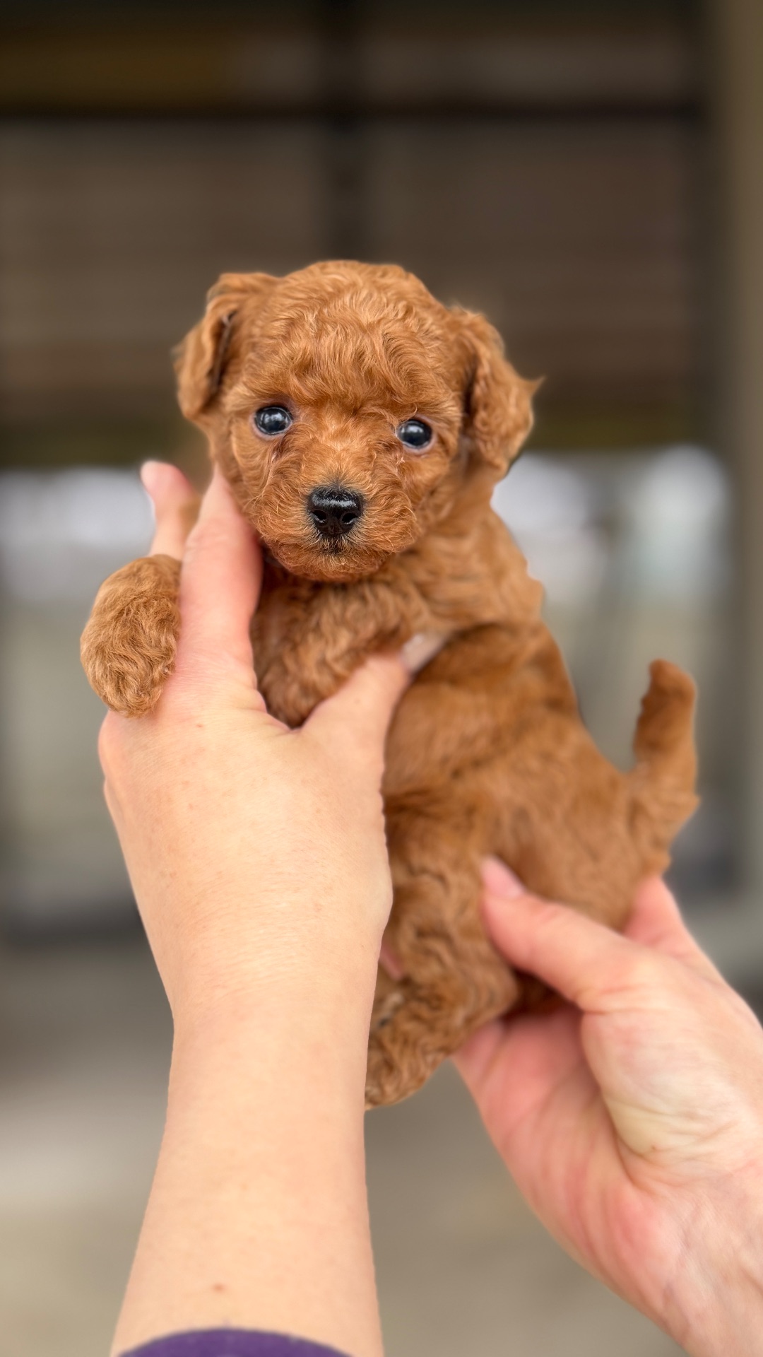 Цуценята той пудель