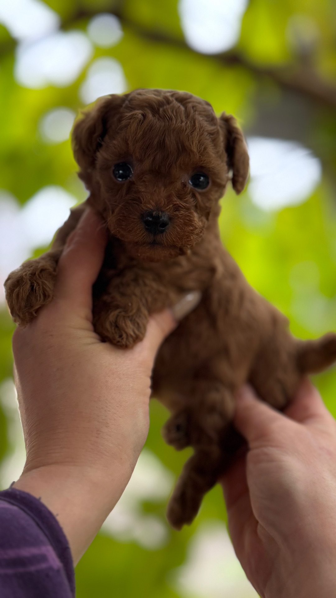 Цуценята той пудель