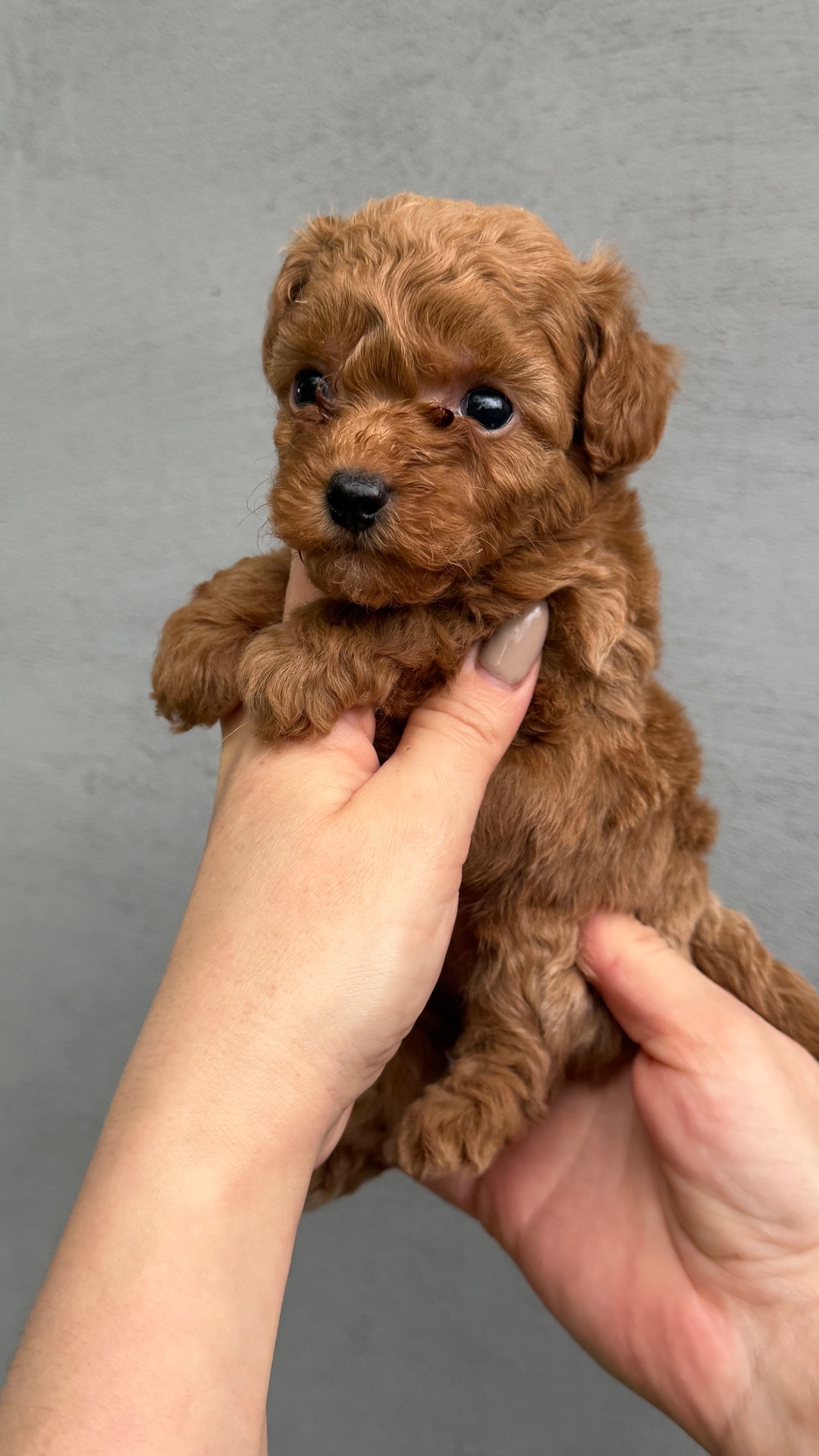 Цуценята той пудель