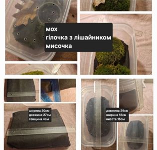 Дві Ахатини Тигр