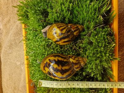 Дві Ахатини Тигр