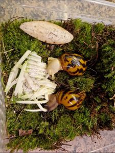 Дві Ахатини Тигр