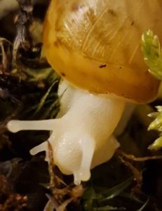 Дві Ахатини Тигр