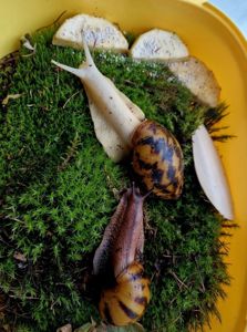 Дві Ахатини Тигр