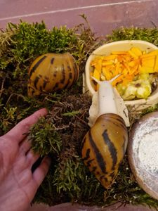 Дві Ахатини Тигр