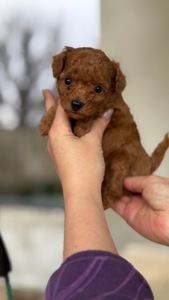 Цуценята той пудель