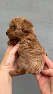 Цуценята той пудель