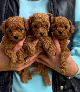 Цуценята той пудель