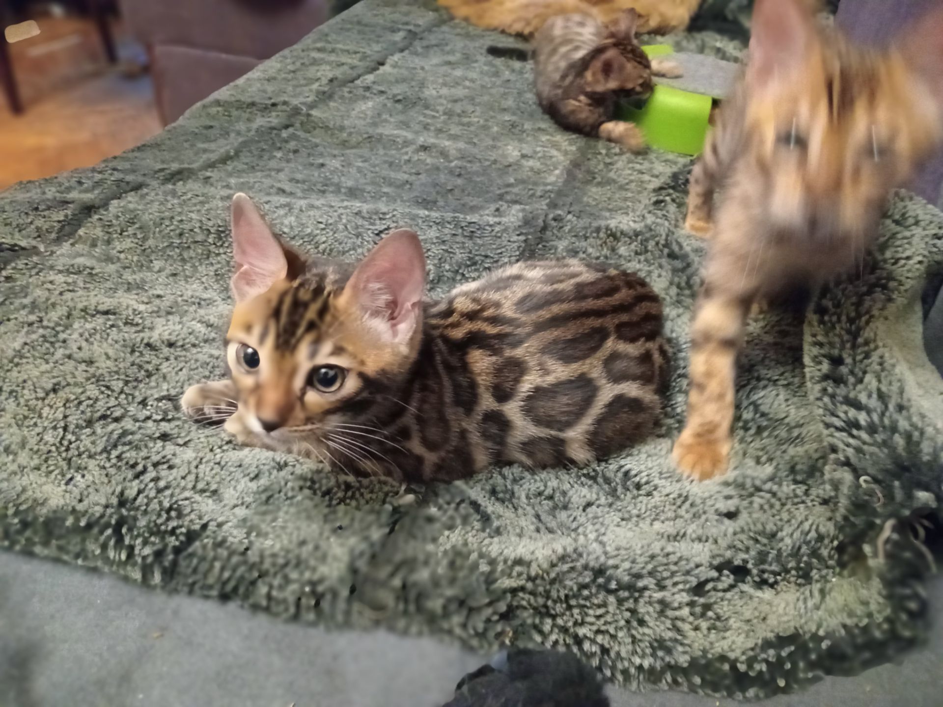 2 хлопчики народились 12 вересня 2025 р