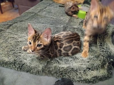 2 хлопчики народились 12 вересня 2025 р