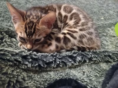 2 хлопчики народились 12 вересня 2025 р