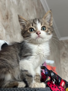 Хлопчику потрібен дім!