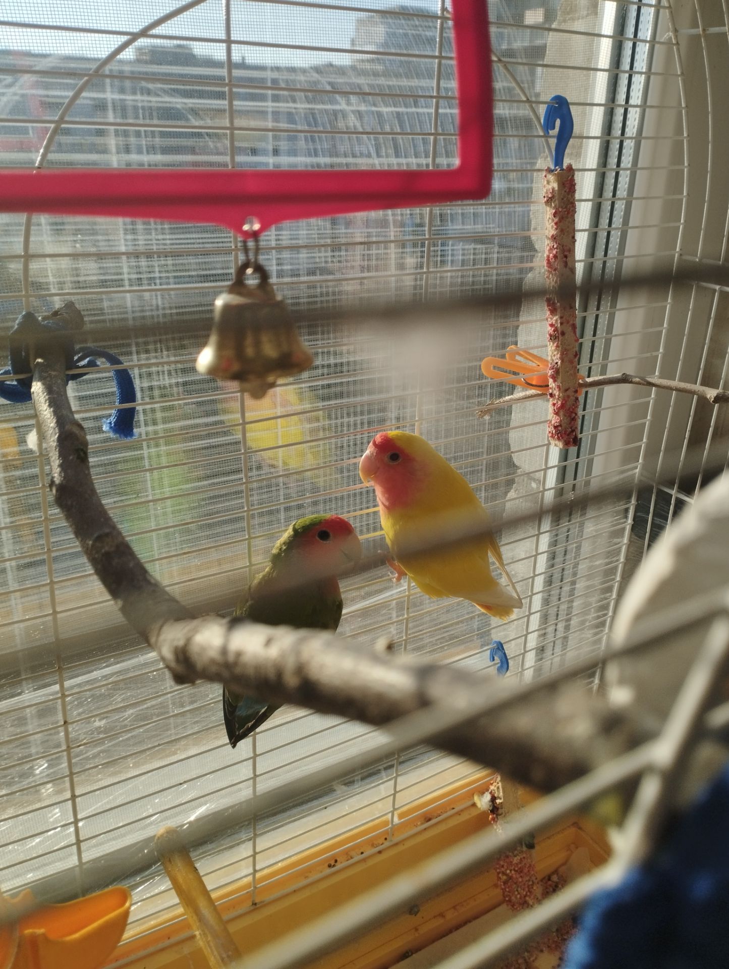 Продам пару неразлучников