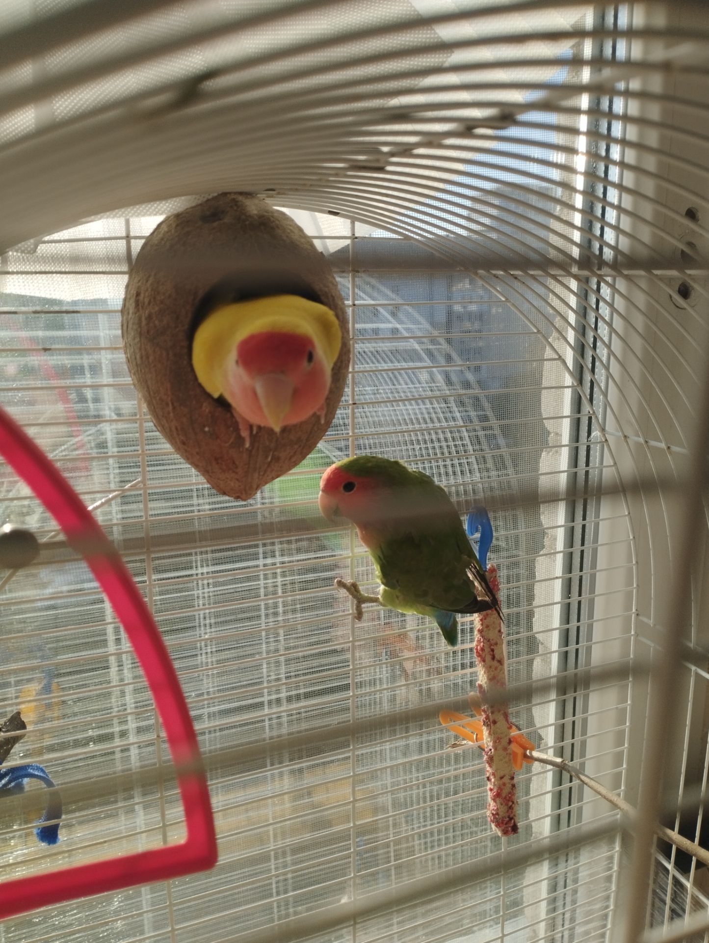 Продам пару неразлучников