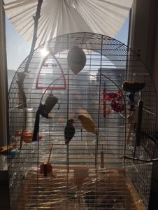 Продам пару неразлучников