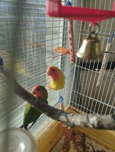 Продам пару неразлучников