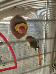 Продам пару неразлучников