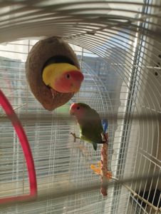 Продам пару неразлучников