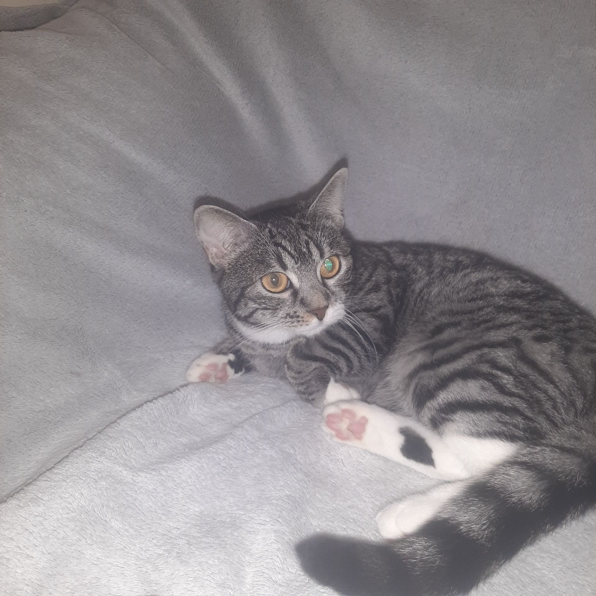 Кішка Гайка