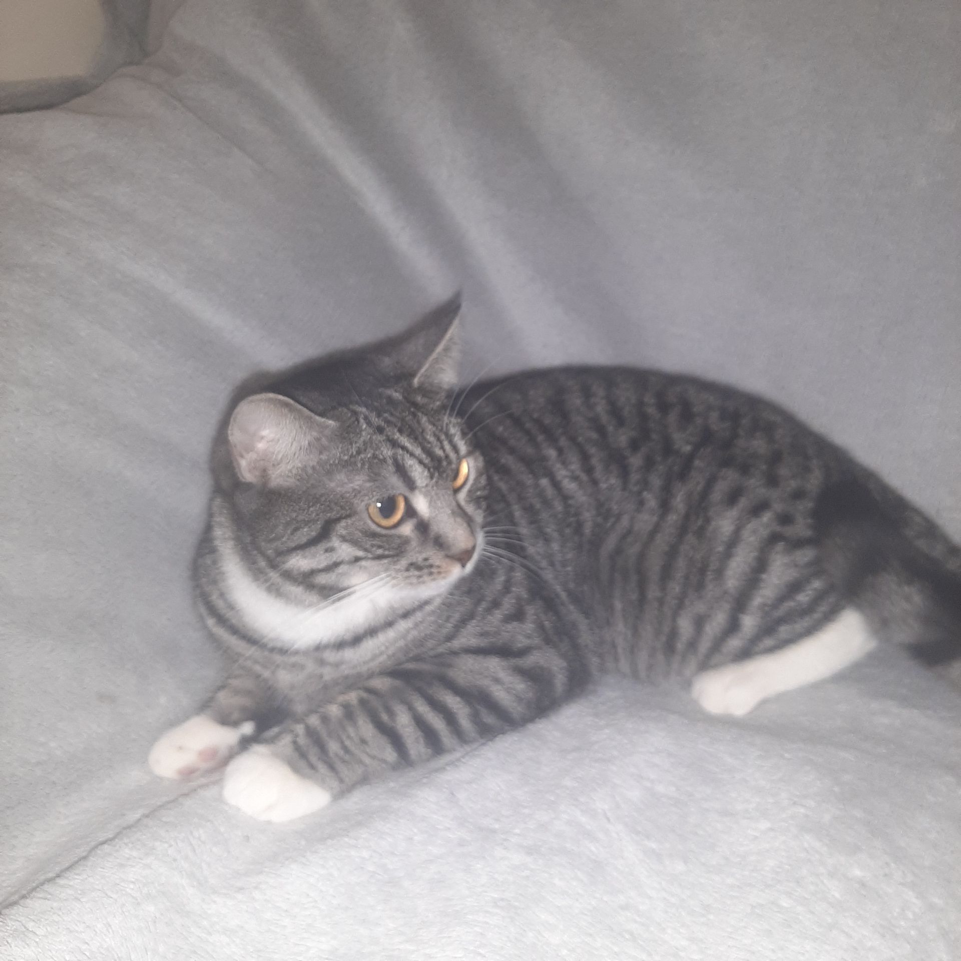 Кішка Гайка