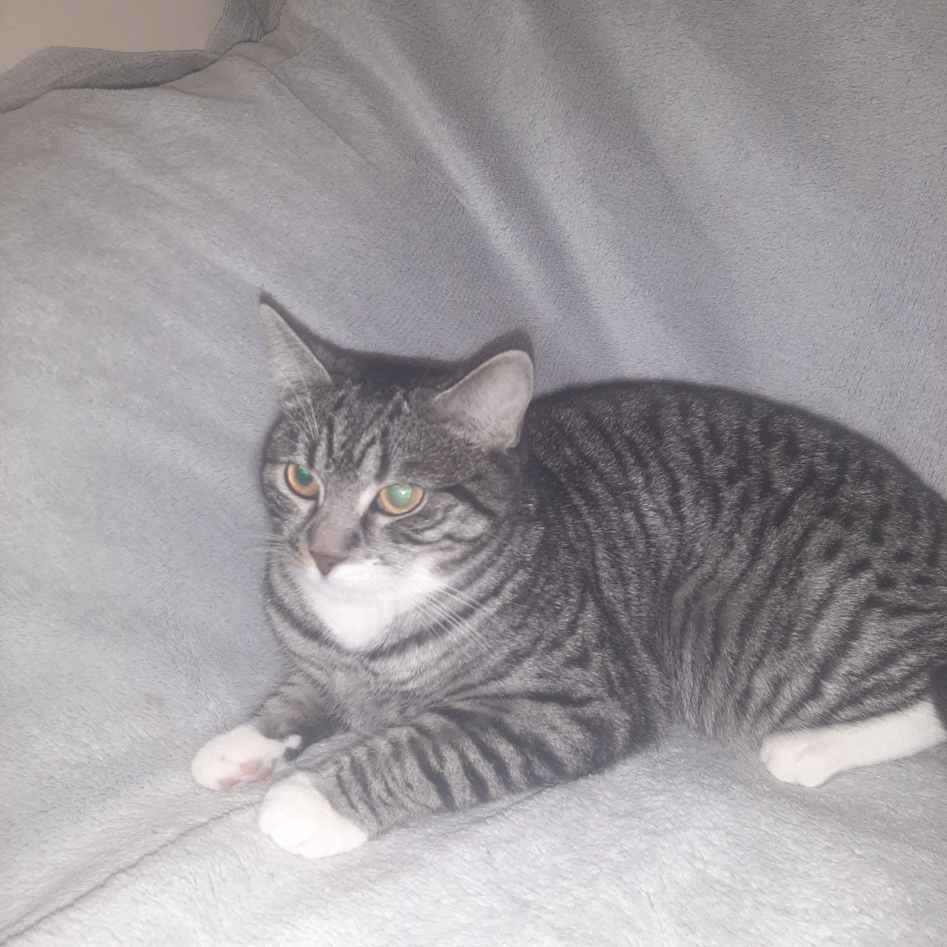 Кішка Гайка