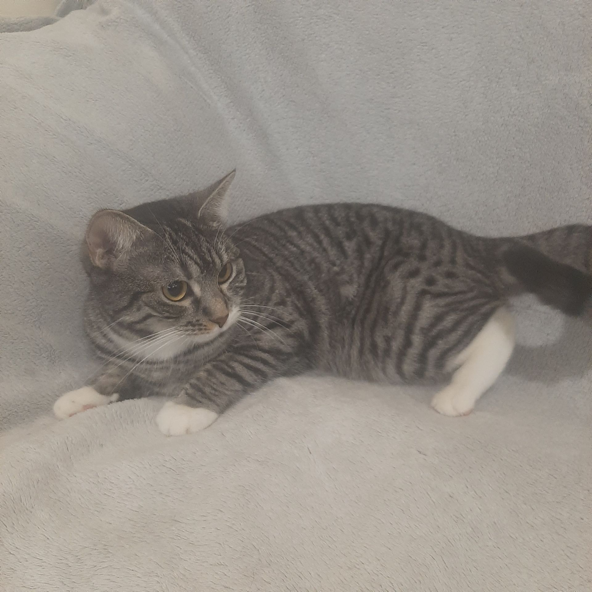 Кішка Гайка