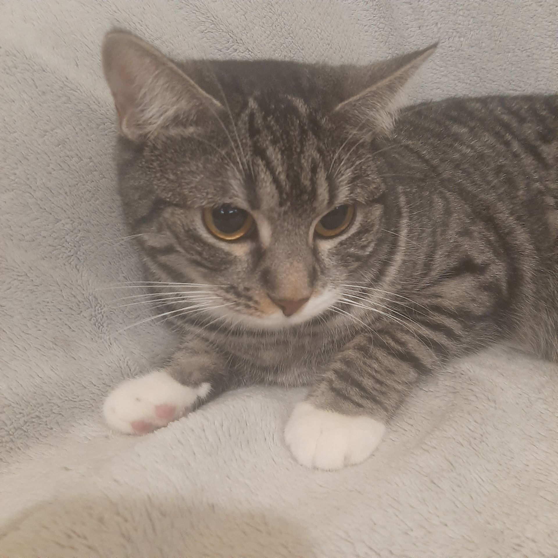 Кішка Гайка