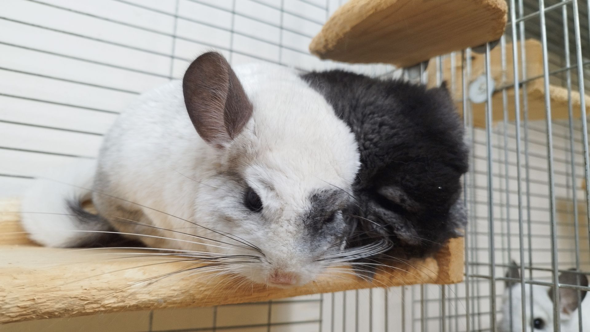 Шиншила Хлопчик Білий Вільсона нкпа