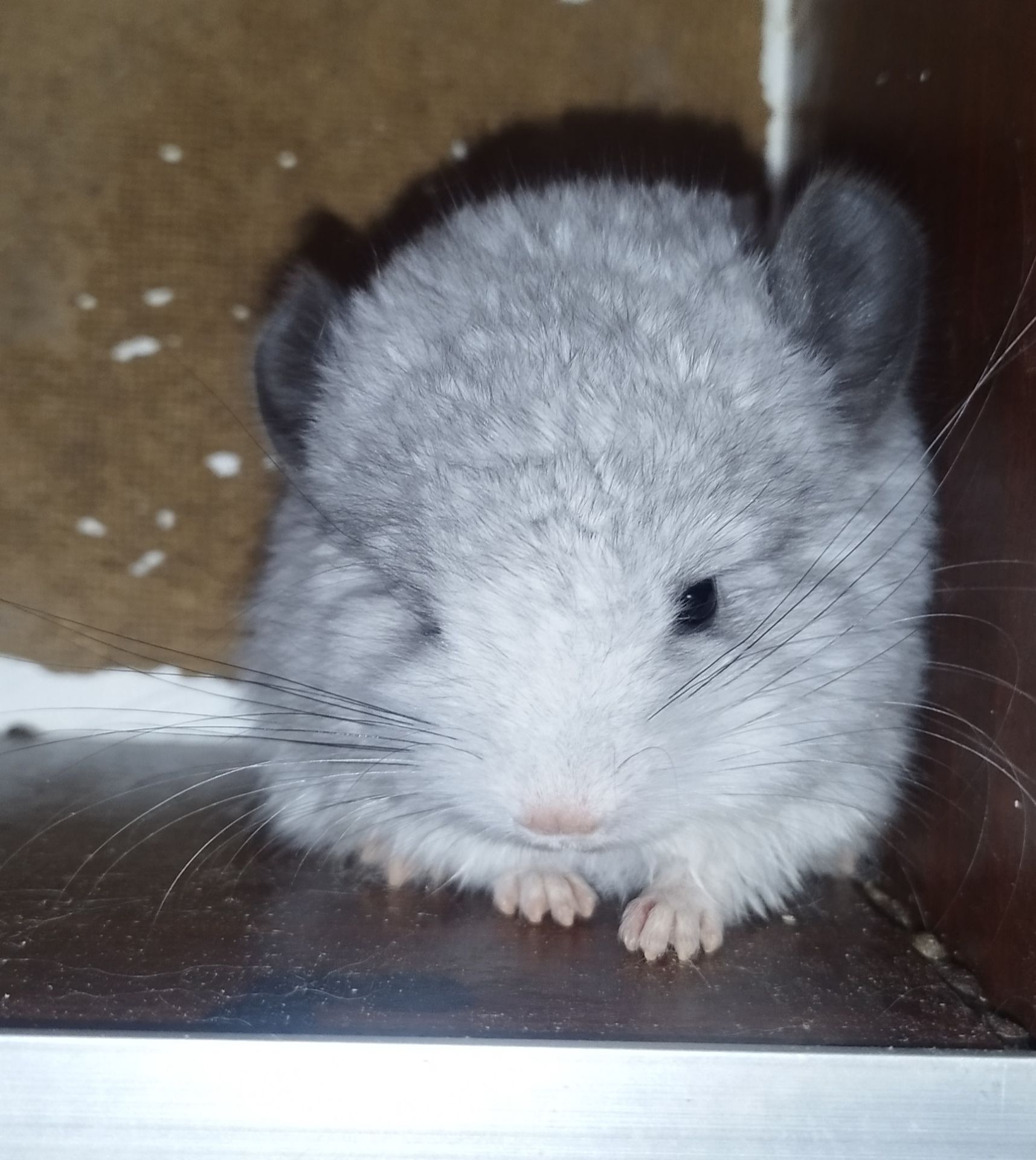 Шиншила Хлопчик Білий Вільсона нкпа