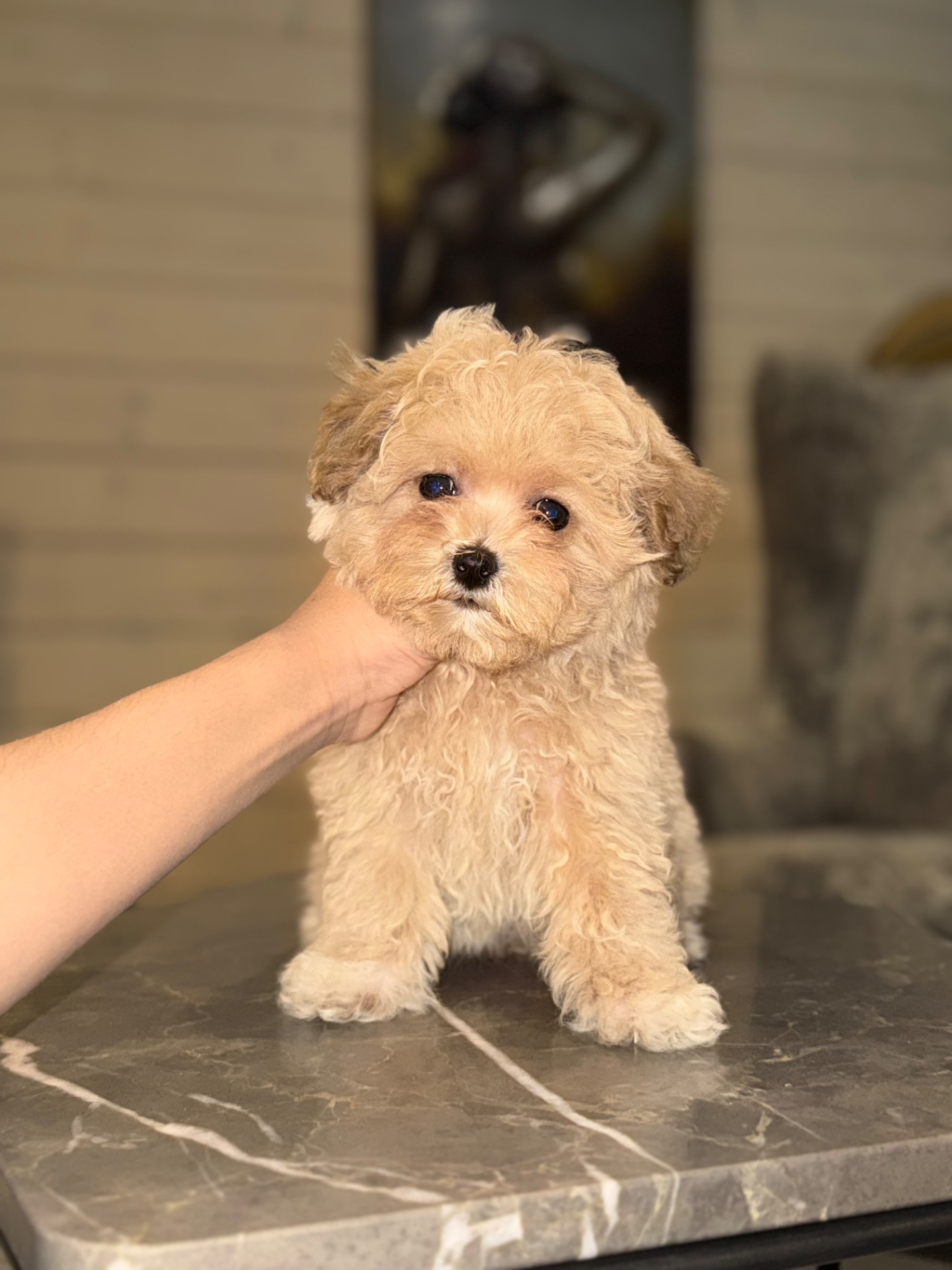 Ексклюзивні бебі фейс міні мальтіпу ф1