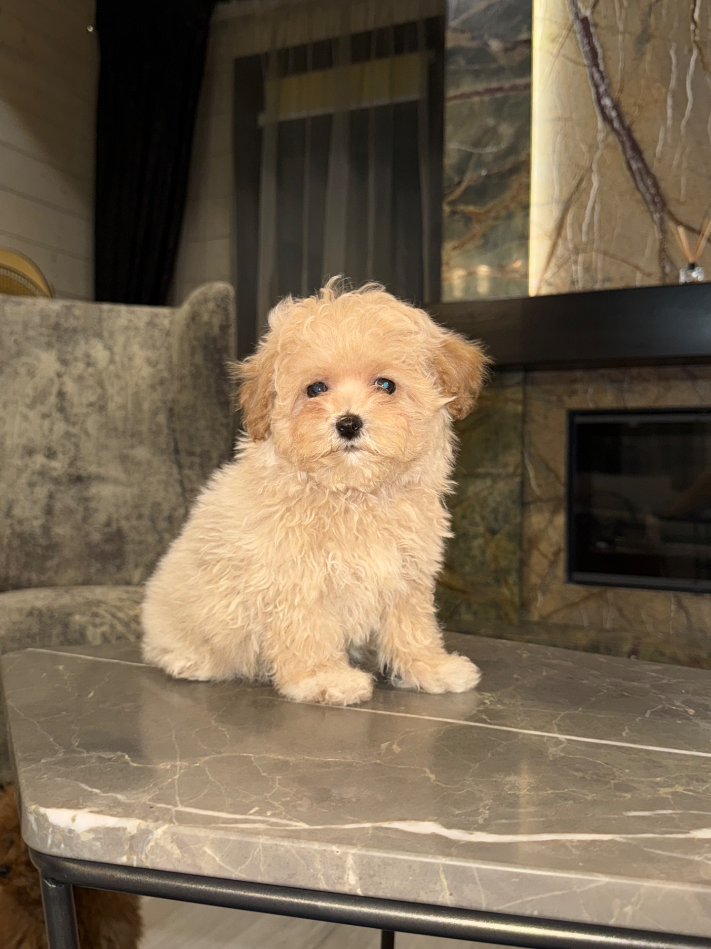 Ексклюзивні бебі фейс міні мальтіпу ф1