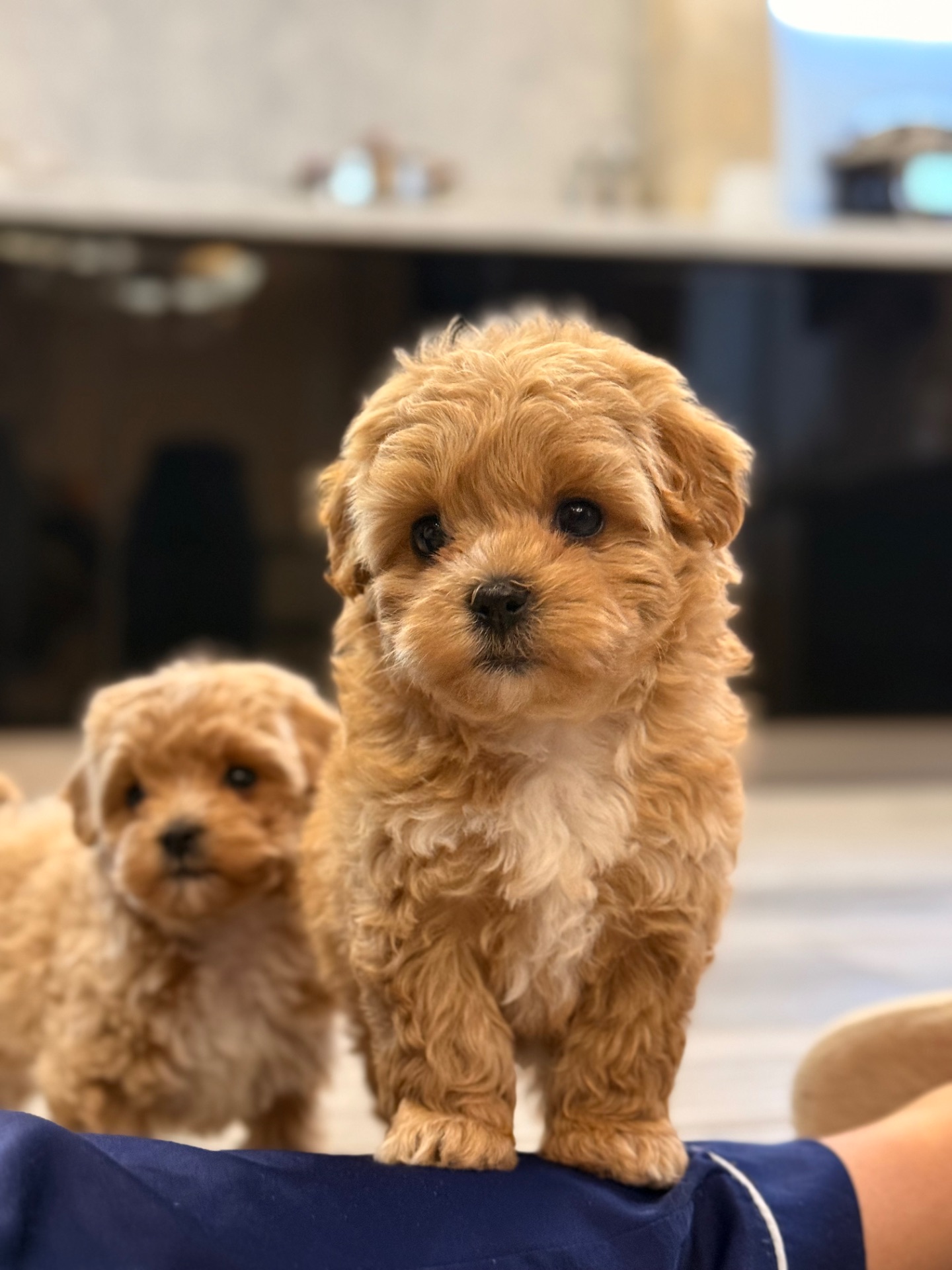 Дівчатка мальтіпу ф1 бебі фейс міні