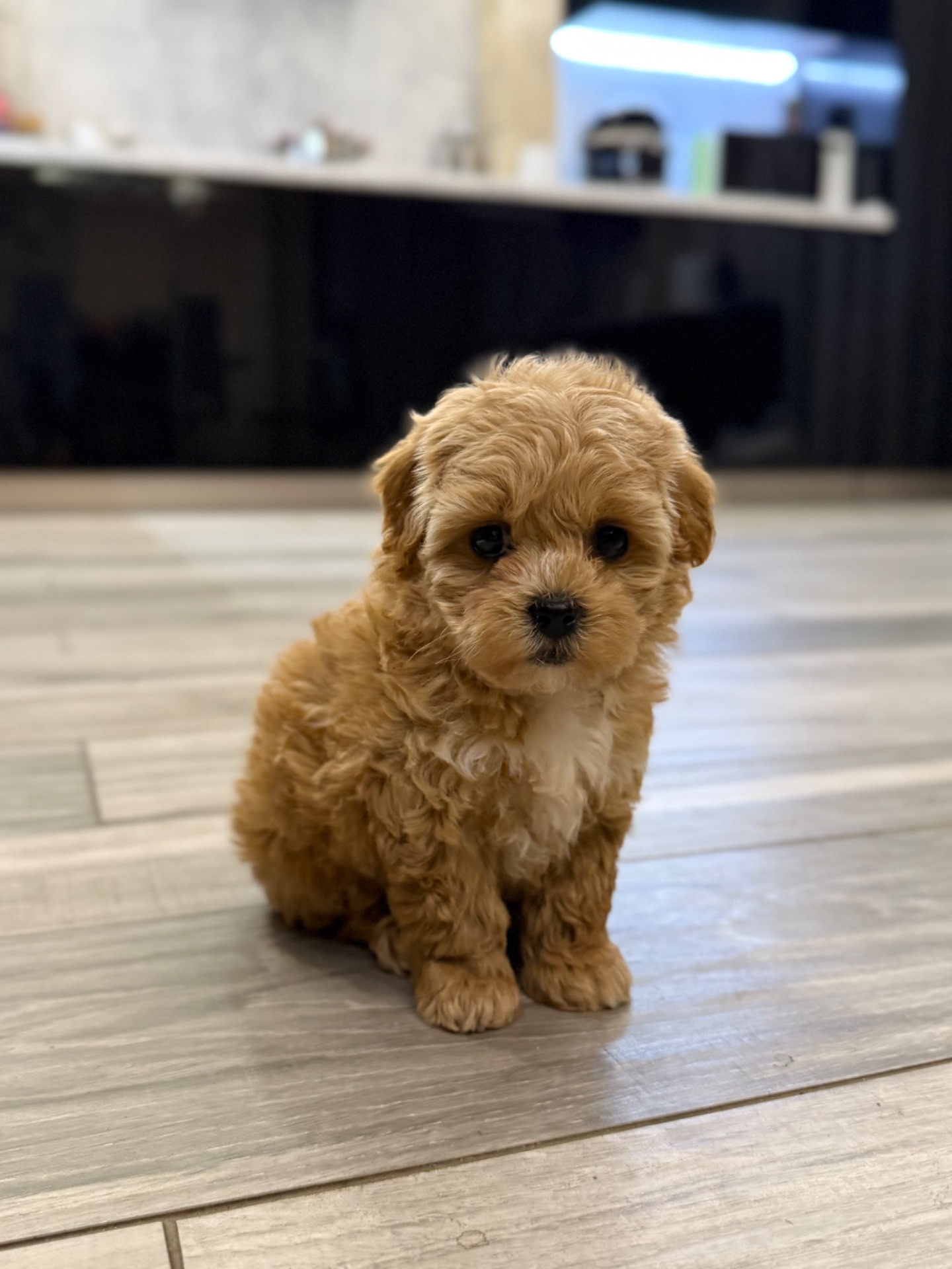 Малышка мини мальтипу ф1 беби фейс