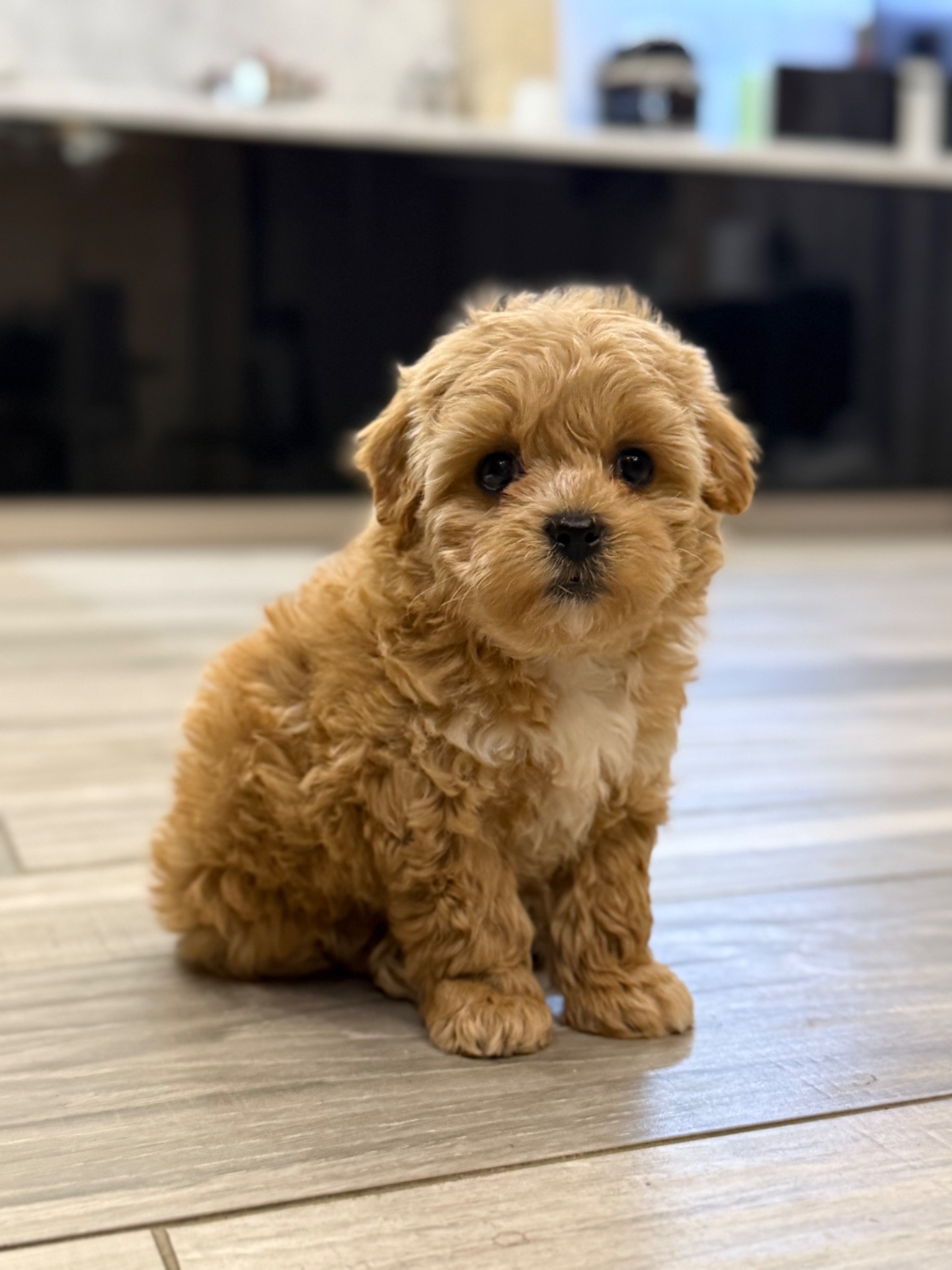 Малышка мини мальтипу ф1 беби фейс