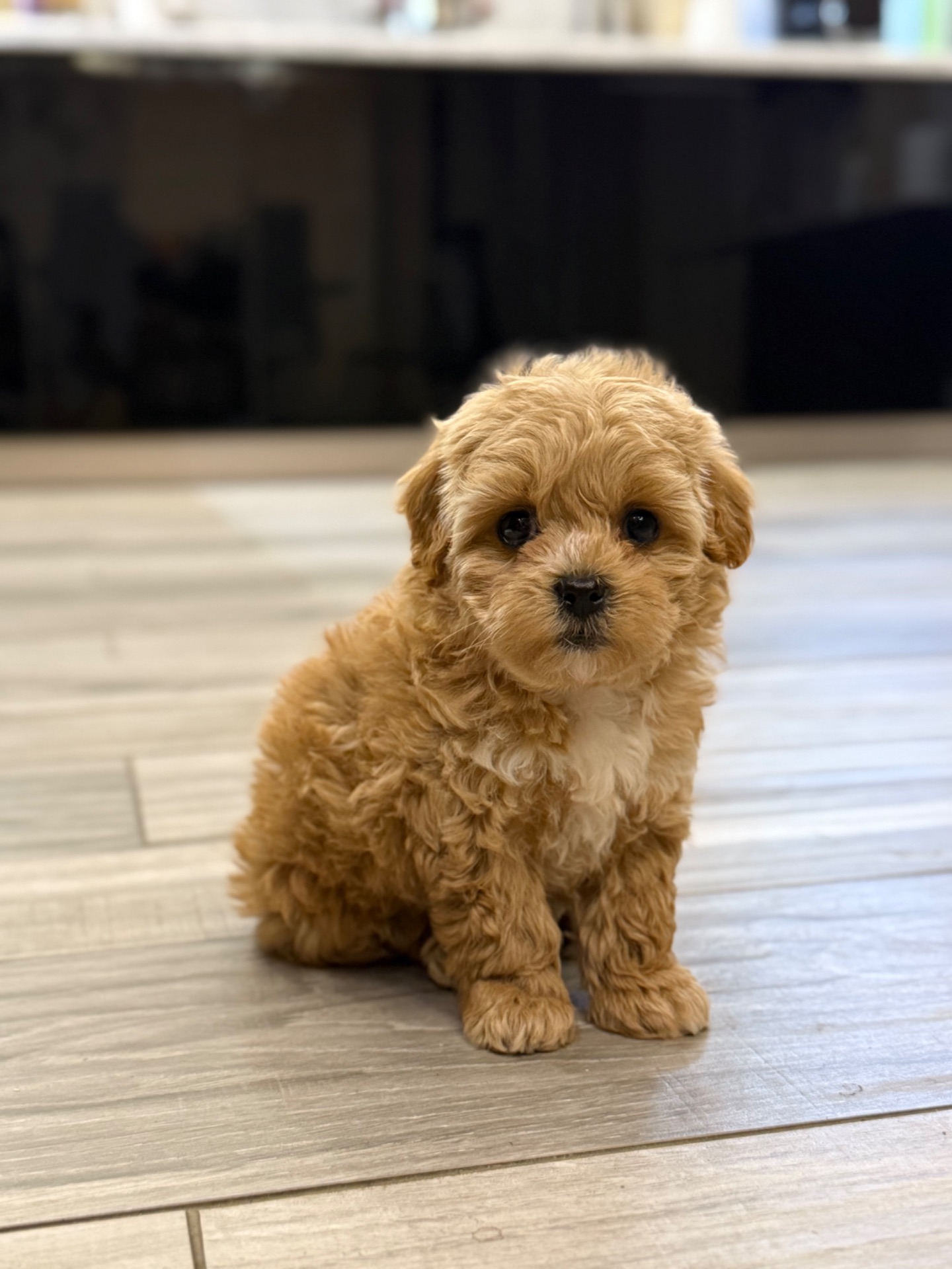 Малышка мини мальтипу ф1 беби фейс