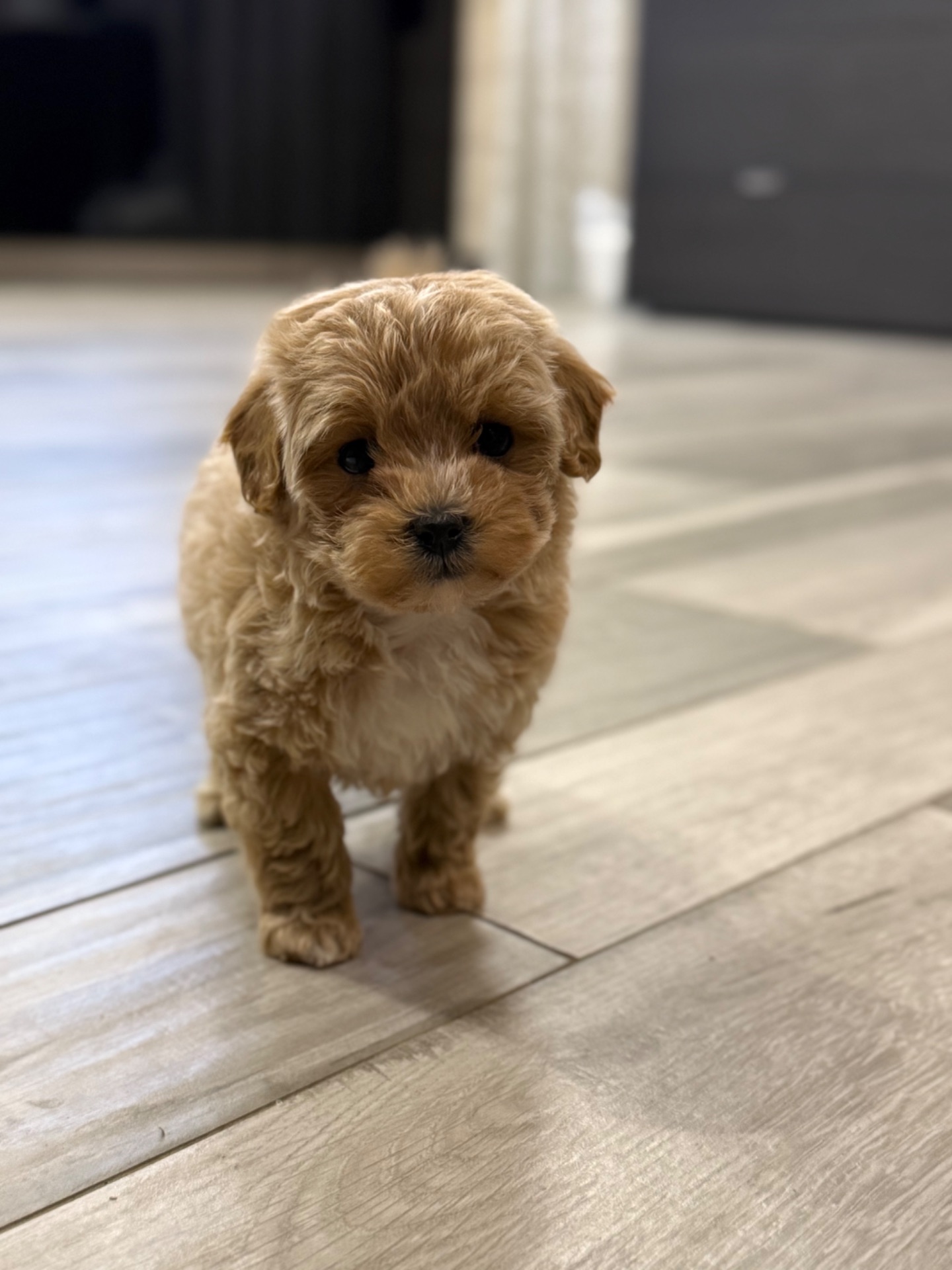 Кукольная девочка мальтипу ф1