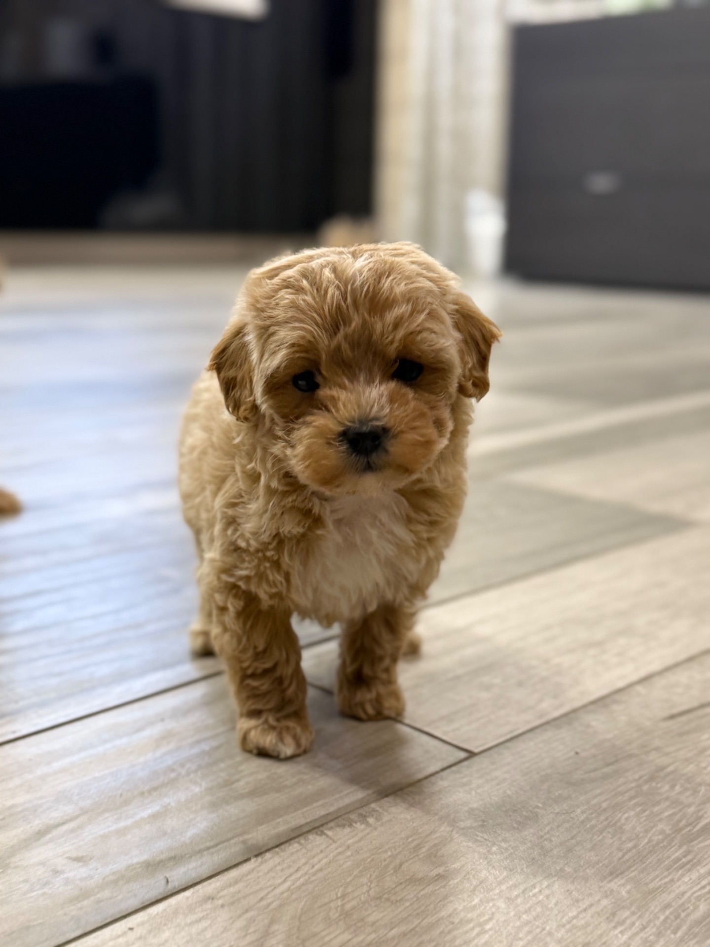 Кукольная девочка мальтипу ф1