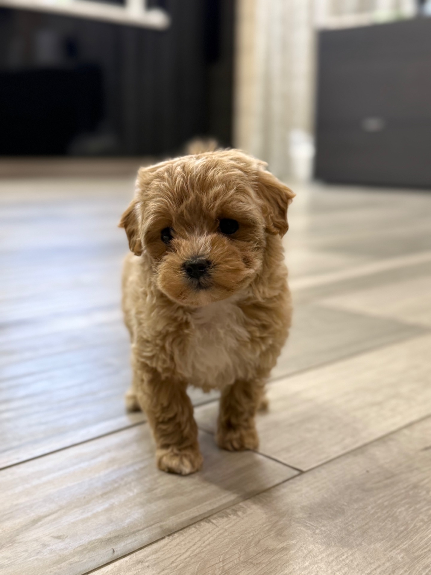 Кукольная девочка мальтипу ф1