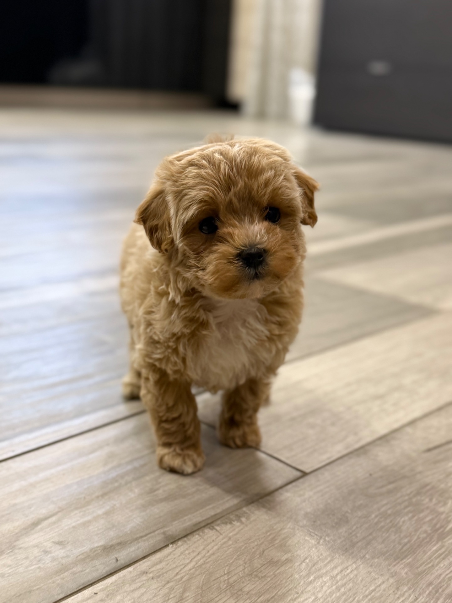 Девочка мини мальтипу ф1 в Киеве