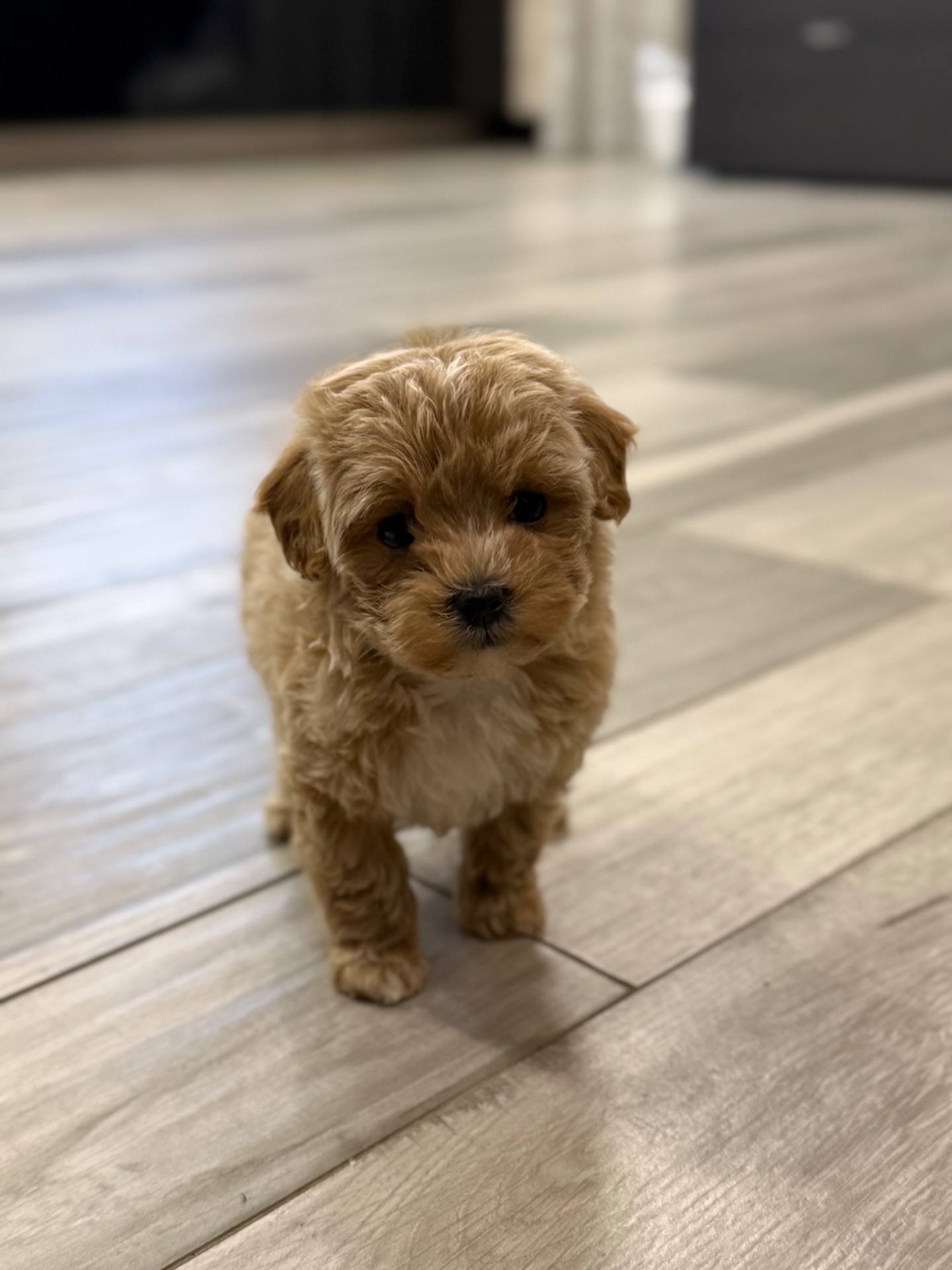 Девочка мини мальтипу ф1 в Киеве