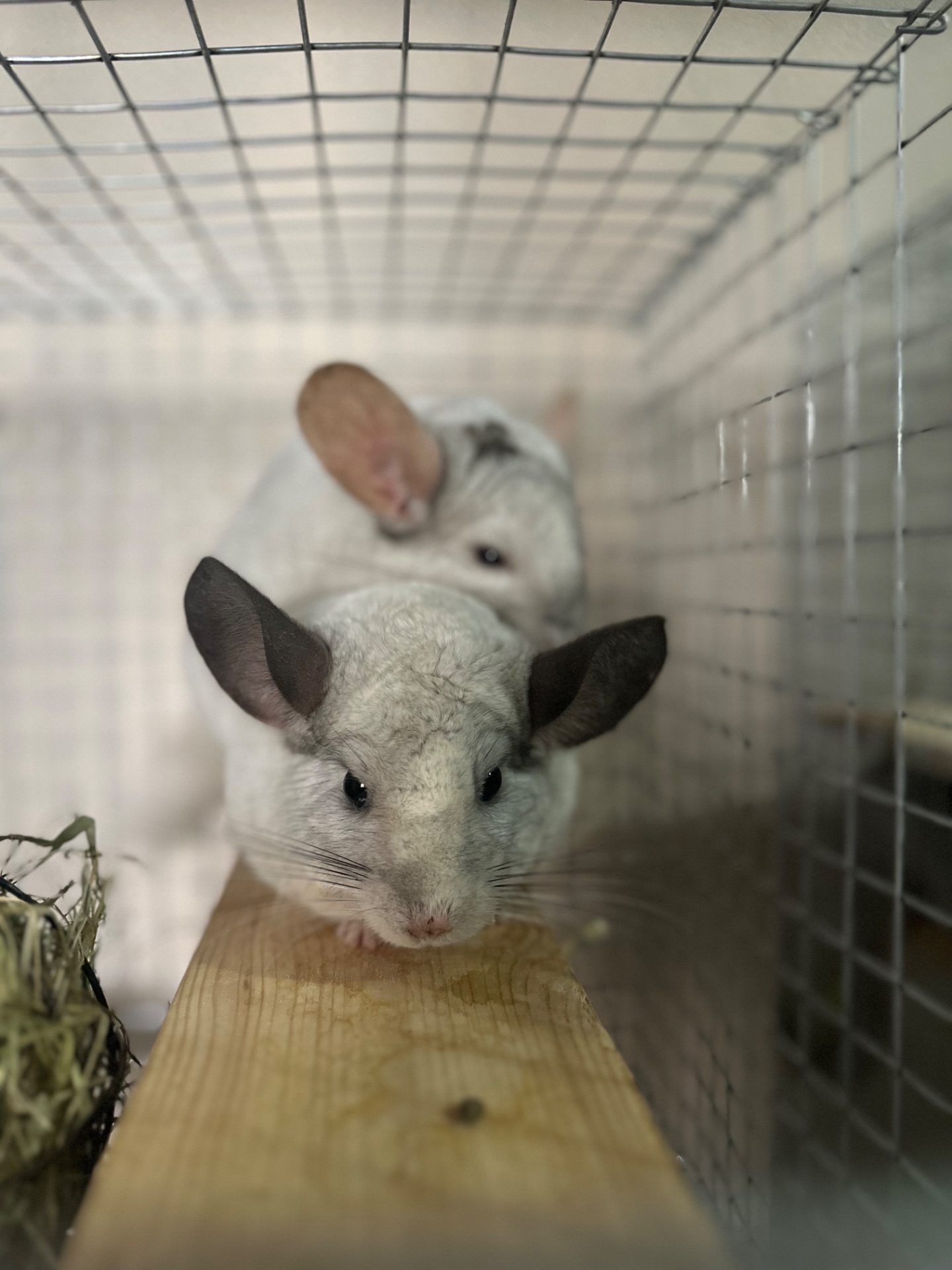 Шиншилла белая