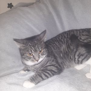 Кішка Гайка