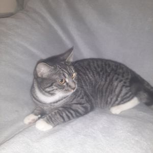 Кішка Гайка