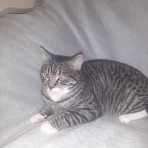 Кішка Гайка