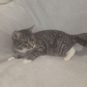 Кішка Гайка