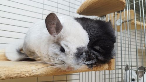 Шиншила Хлопчик Білий Вільсона нкпа